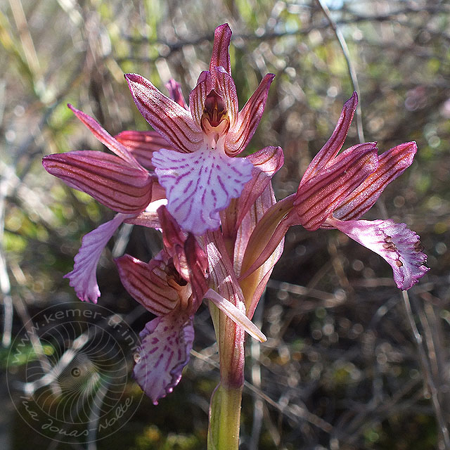 14-03-13-Orchis-papilionacea-22-ws.jpg - Schmetterlings-Knabenkraut, Orchis papilionacea