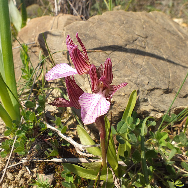 14-03-13-Orchis-papilionacea-60-ws.jpg - Schmetterlings-Knabenkraut, Orchis papilionacea