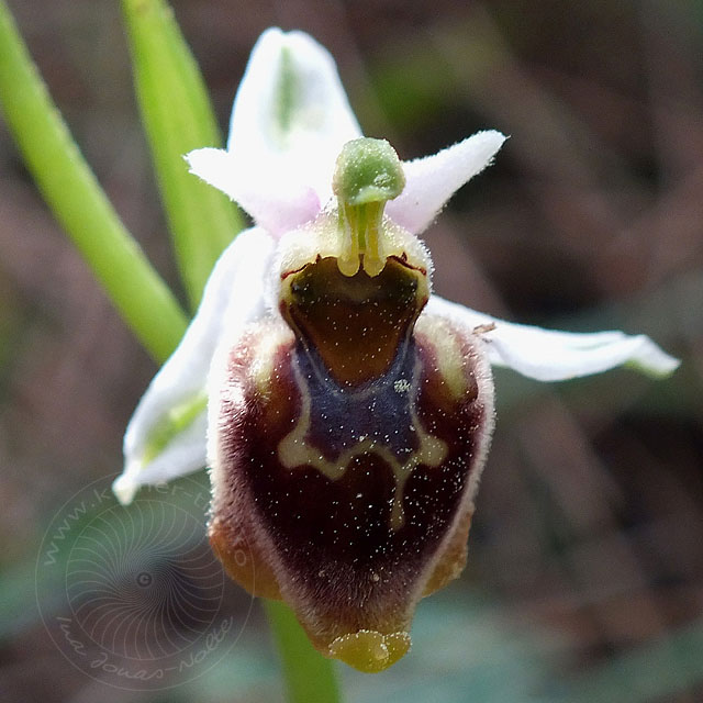 14-03-17-Ophrys-holoserica-annae049-ws.jpg - Hummel Ragwurz, Ophrys lycensis ?
