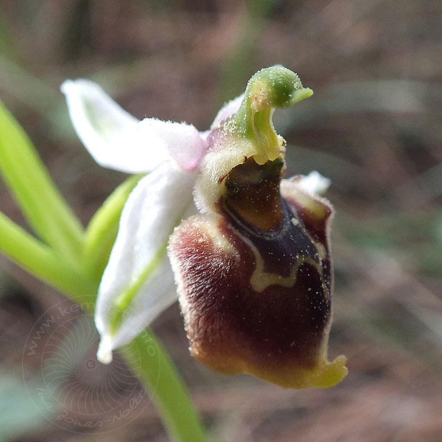 14-03-17-Ophrys-holoserica-annae053-ws.jpg - Hummel Ragwurz, Ophrys lycensis ?