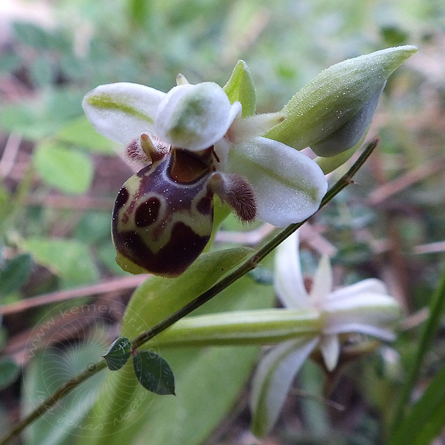 14-03-18-Ophrys-068-ws.jpg - Hummel-Ragwurz, Ophrys holoserica