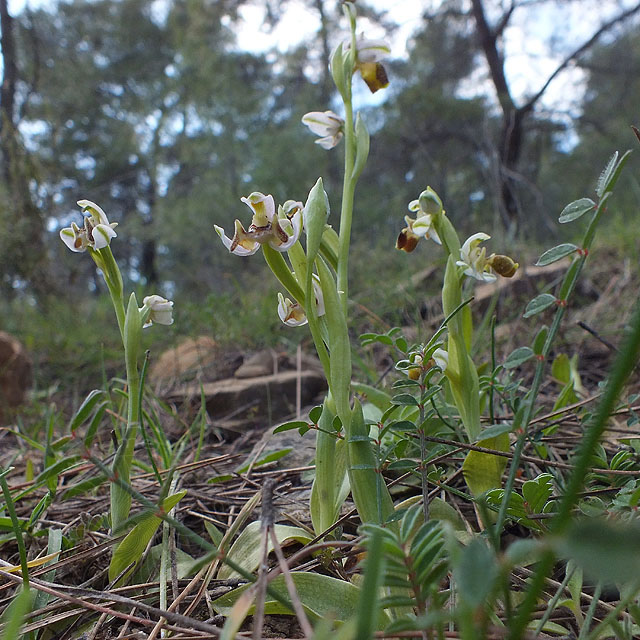 14-03-18-Ophrys-072-ws.jpg - Hummel-Ragwurz, Ophrys holoserica (fast weiß)
