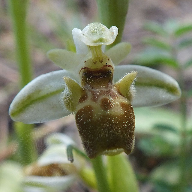 14-03-18-Ophrys-075-ws.jpg - blasse Hummel Ragwurz, Ophrys holoserica?