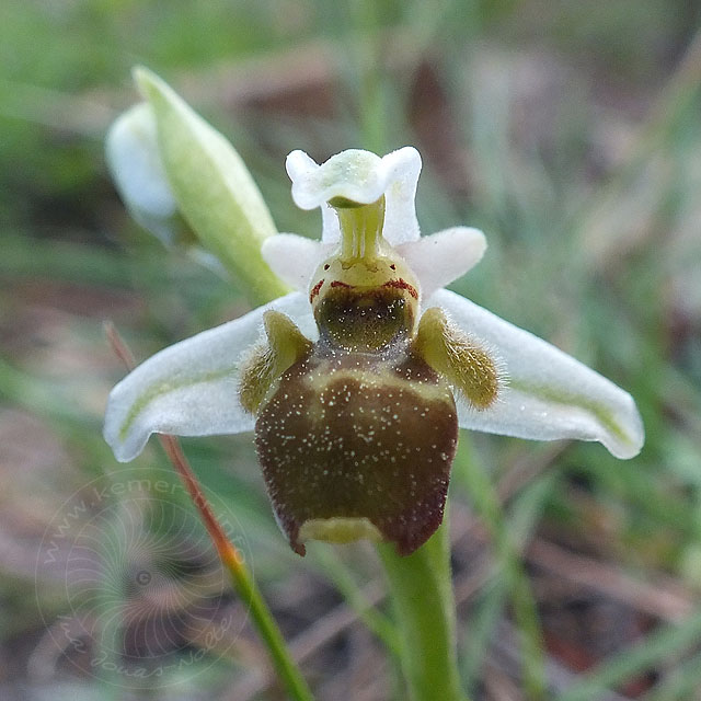 14-03-18-Ophrys-081-ws.jpg - blasse Hummel Ragwurz, Ophrys holoserica?