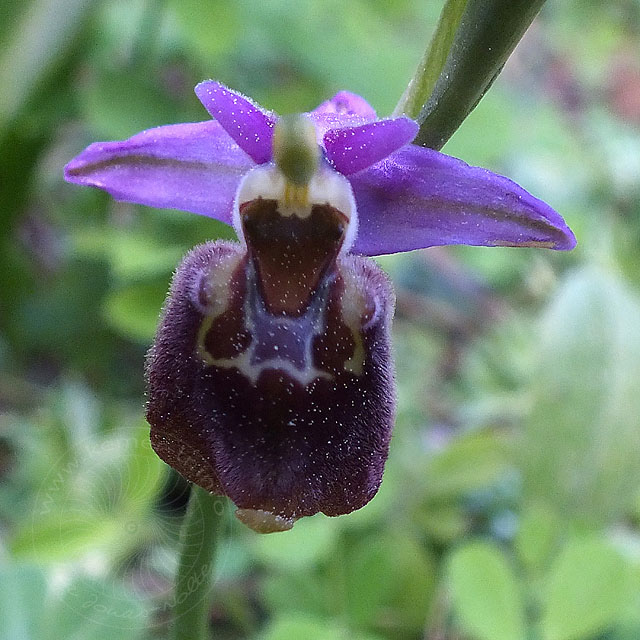 14-03-18-Ophrys-091-ws.jpg - Ophrys lycensis im Schatten -