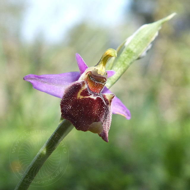 14-03-18-Ophrys-098-ws.jpg - und die gleiche Ophrys lycensis Blüte in der Sonne