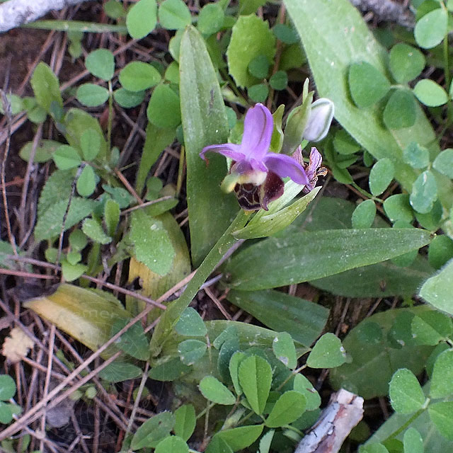 14-03-18-Ophrys-106-ws.jpg - Lykische Hummel Ragwurz, Ophrys lycensis