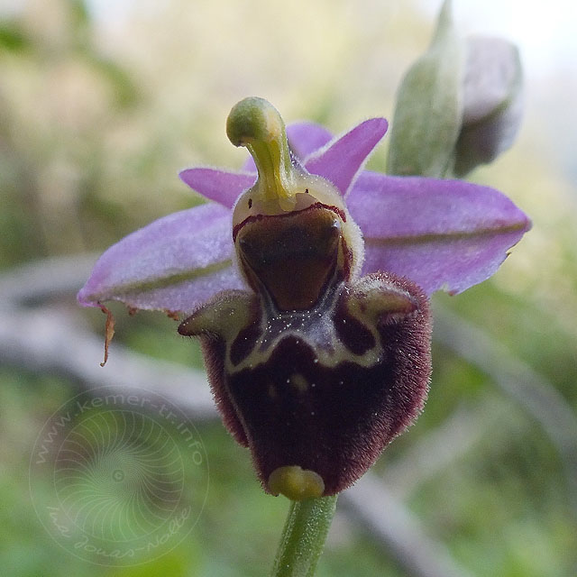 14-03-18-Ophrys-108-ws.jpg - Lykische Hummel Ragwurz, Ophrys lycensis