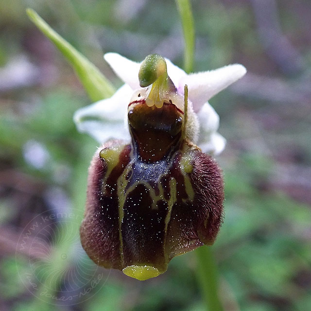 14-03-18-Ophrys-113-ws.jpg - Hummel Ragwurz, Ophrys ?