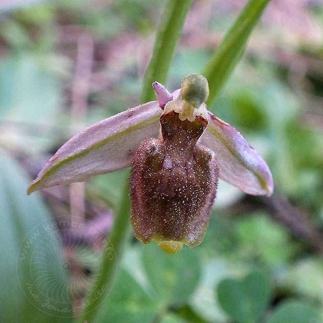 14-03-18-Ophrys-116-ws.jpg - Hummel Ragwurz, Ophrys ?, ist entweder verblüht oder hat so blasse Farben