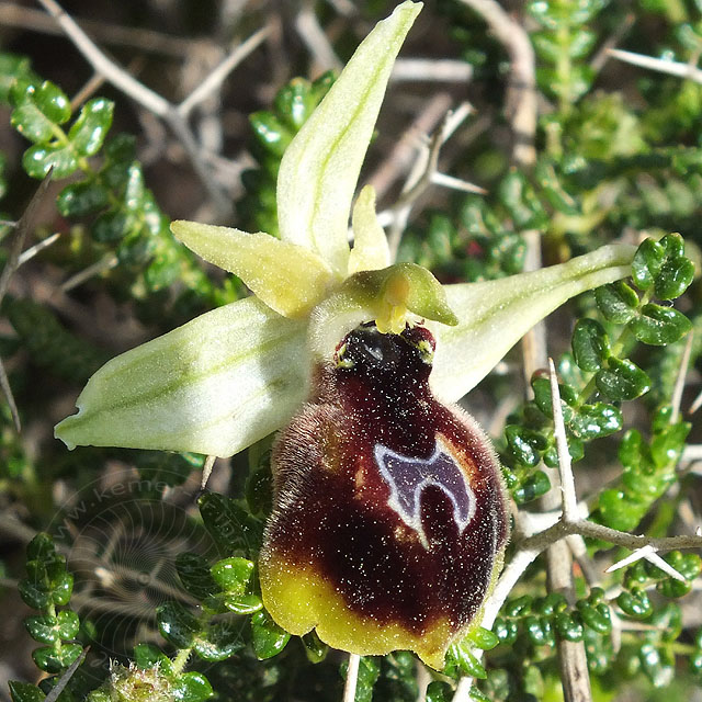 14-03-18-Ophrys-climacis-026-ws.jpg - Kemer-Ragwurz, Orchis climacis