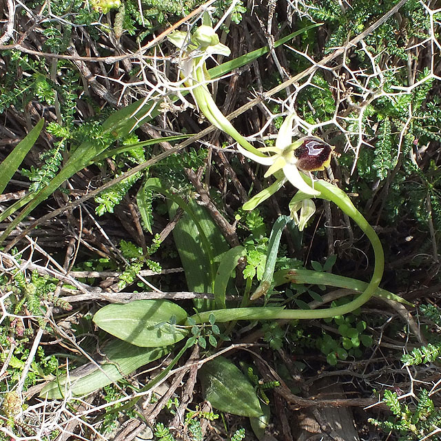 14-03-18-Ophrys-climacis-032-ws.jpg - Die Orchis climacis nutzt hier eine Dorn-Bibernelle als Rankhilfe