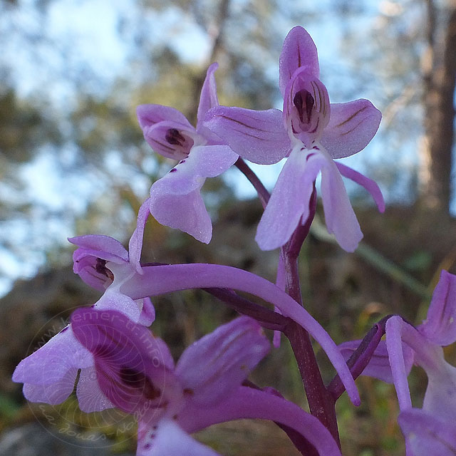 14-03-20-orchis-anatolica-03-ws.jpg - Anatolisches Knabenkraut, Orchis anatolica