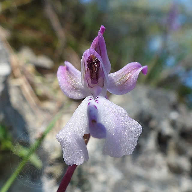 14-03-20-orchis-anatolica-09-ws.jpg - Anatolisches Knabenkraut, Orchis anatolica