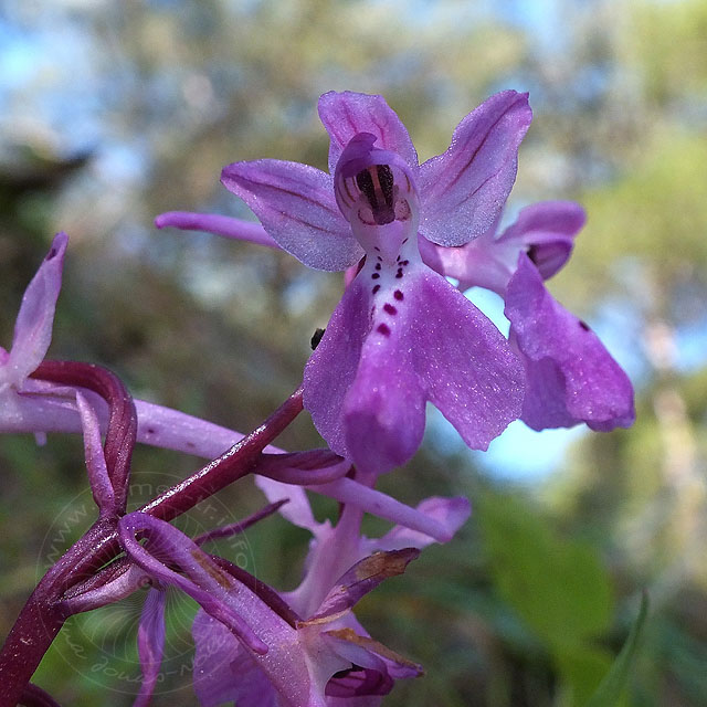 14-03-20-orchis-anatolica-22-ws.jpg - Anatolisches Knabenkraut, Orchis anatolica