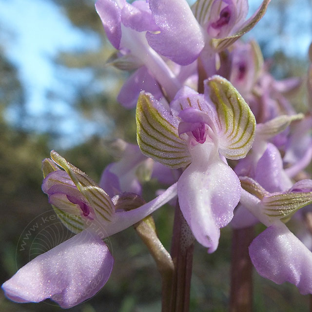 14-03-20-orchis-morio-21-ws.jpg - Anatolisches Knabenkraut, Orchis anatolica, vielleicht auch Orchis morio