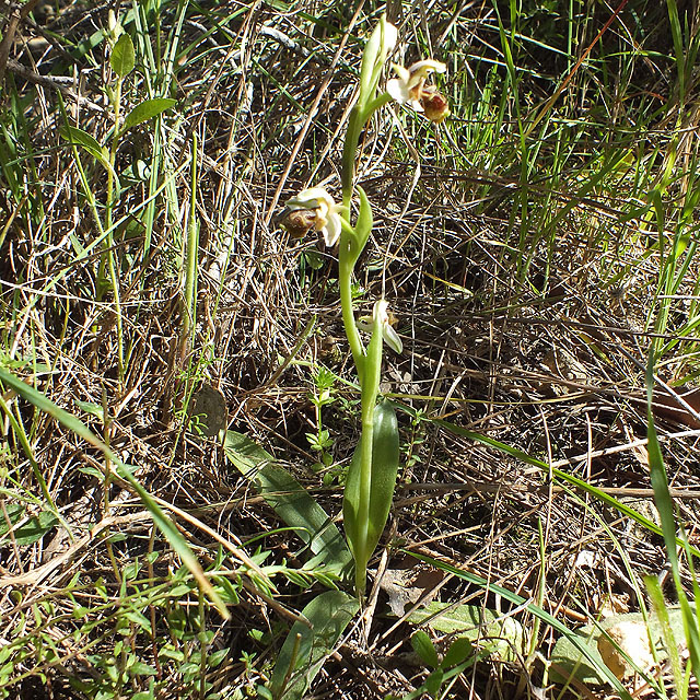 14-03-22-Ophrys-56-ws.jpg - Hummel Ragwurz, Ophrys holoserica