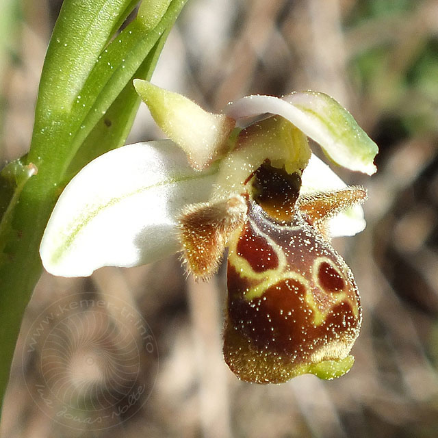 14-03-22-Ophrys-60-ws.jpg - Hummel Ragwurz, Ophrys holoserica