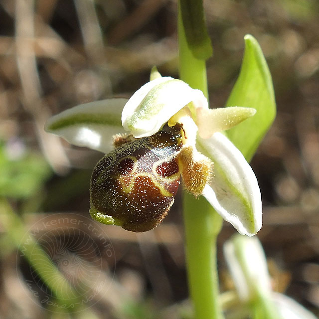 14-03-22-Ophrys-62-ws.jpg - Hummel Ragwurz, Ophrys holoserica
