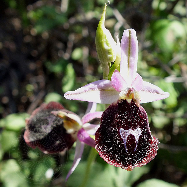 14-03-22-Ophrys-climacis-16-ws.jpg - Kemer-Ragwurz, Orchis climacis mit reichlich Blütenstaub von den Kiefern