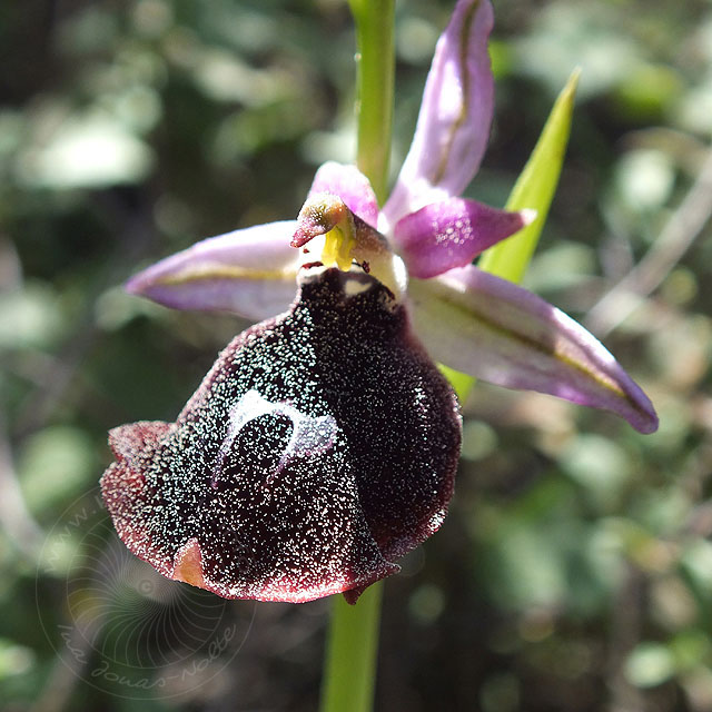 14-03-22-Ophrys-climacis-18-ws.jpg - Kemer-Ragwurz, Orchis climacis