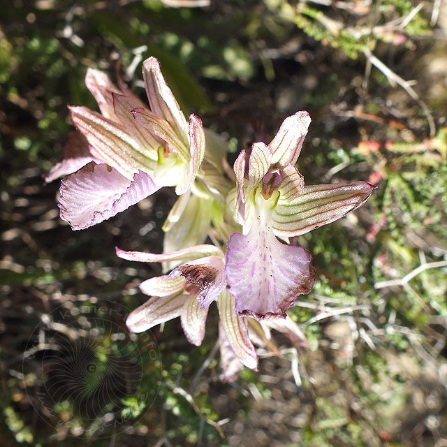 14-03-22-orchis-morio-46-ws.jpg - Schmetterlings-Knabenkraut, Orchis papilionacea