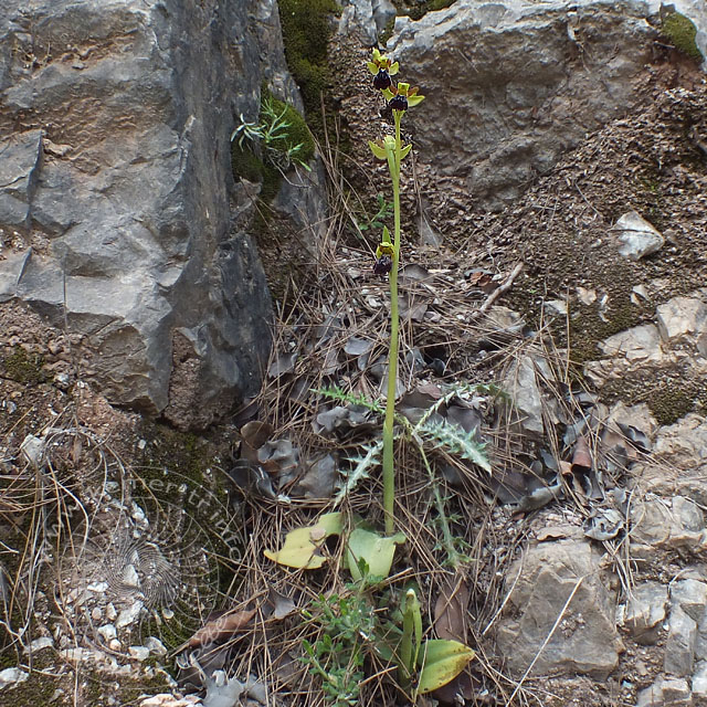 14-03-26-Ophrys-iricolor-43-ws.jpg - Regenbogen Ragwurz, Ophrys iricolor