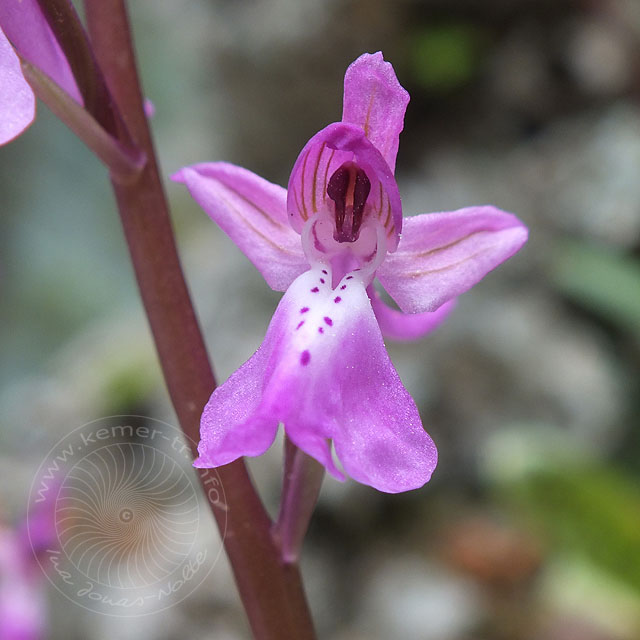 14-03-26-orchis-anatolica-129-ws.jpg - Anatolisches Knabenkraut, Orchis anatolica