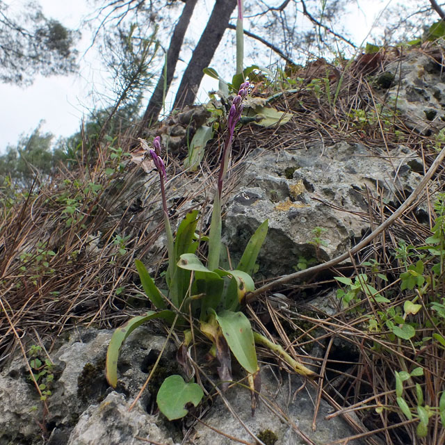 14-03-26-orchis-anatolica-141-ws.jpg - Anatolisches Knabenkraut, Orchis anatolica mit gefleckten Laubblättern