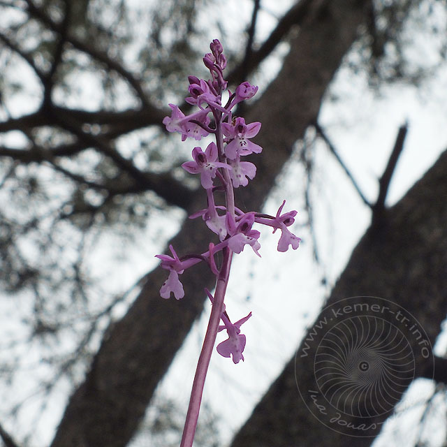 14-03-26-orchis-anatolica-142-ws.jpg - Anatolisches Knabenkraut, Orchis anatolica