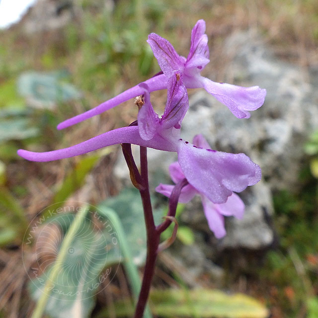 14-03-26-orchis-anatolica-144-ws.jpg - Anatolisches Knabenkraut, Orchis anatolica von der Seite