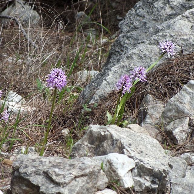 14-03-26-orchis-italica-028-ws.jpg - Italienisches Knabenkraut, Orchis italica