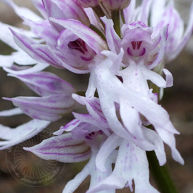 14-03-26-orchis-italica-038-ws.jpg - Italienisches Knabenkraut, Orchis italica - wenn man genau hinschaut, kann man sich denken, warum die "Knabenkraut" heißen!