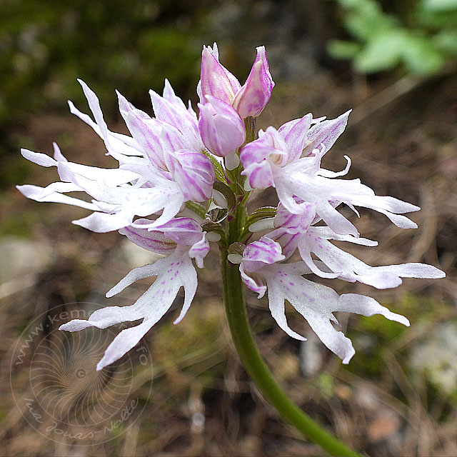 14-03-26-orchis-italica-039-ws.jpg - Italienisches Knabenkraut, Orchis italica