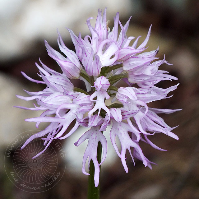 14-03-26-orchis-italica-108-ws.jpg - Italienisches Knabenkraut, Orchis italica