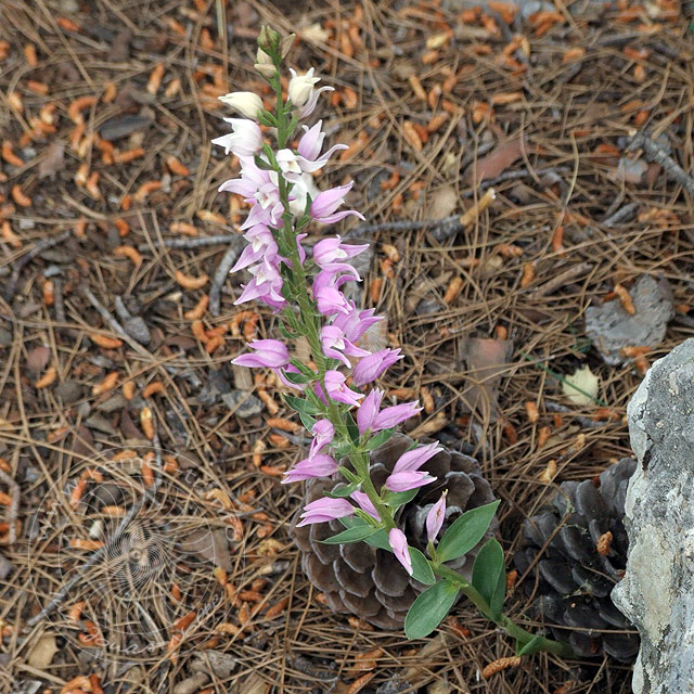 8-05-24-Kitanaura-16-s.jpg - Kurdisches Waldvögelein, Cephalanthera kurdica