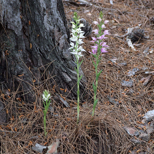 8-05-24-Kitanaura-17-s.jpg - Kurdisches Waldvögelein, Cephalanthera kurdica und Weißgesporntes Waldvögelein, Cephalanthera Epipctoides