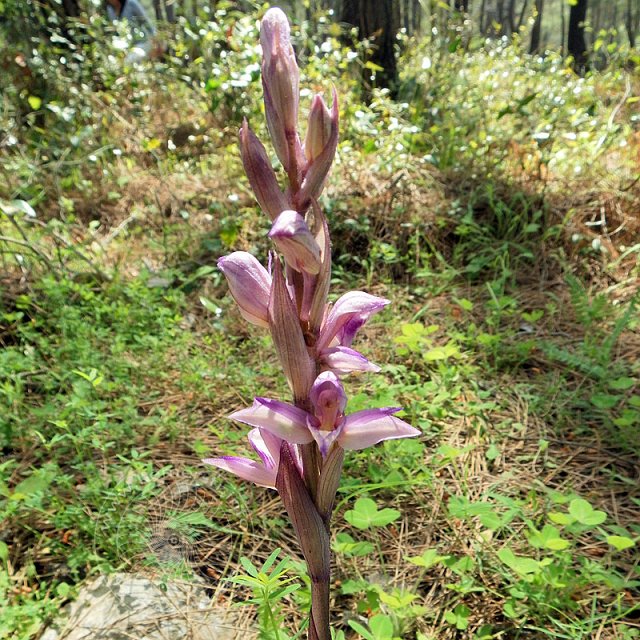 Dingel-11-04-10-2-Phaselis-08-s.jpg - Violetter Dingel, Limodorum abortivum