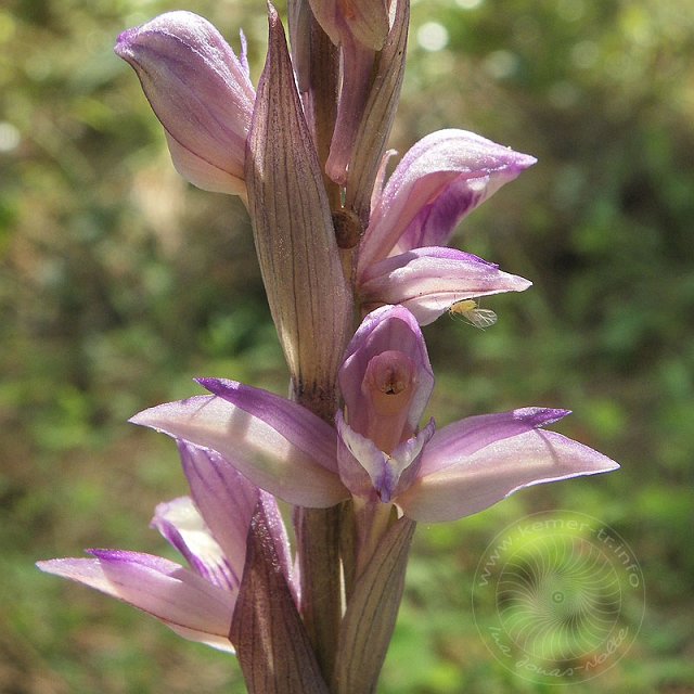 Dingel-11-04-10-2-Phaselis-10-s.jpg - Violetter Dingel, Limodorum abortivum