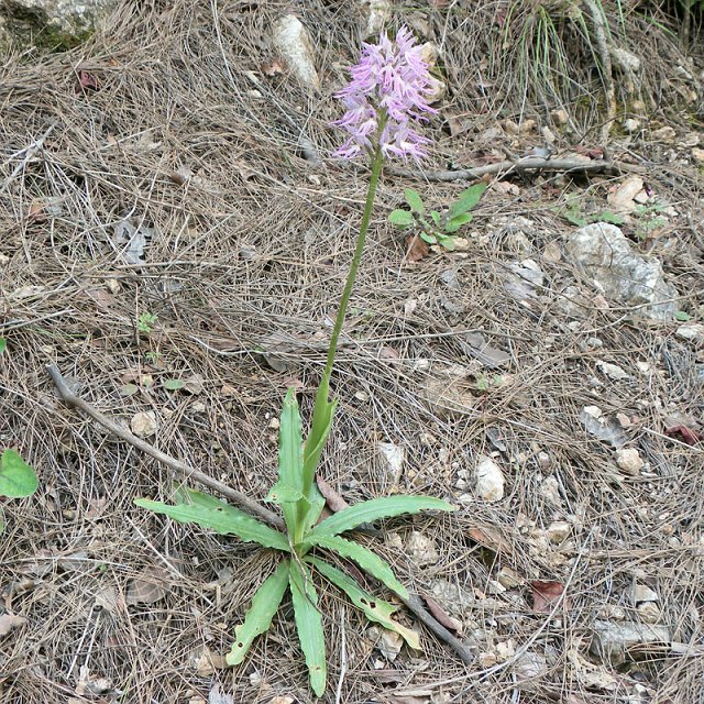 Ital-Knabenkraut-11-04-18-Kuzdere-20.jpg - Italienisches Knabenkraut, Orchis italica