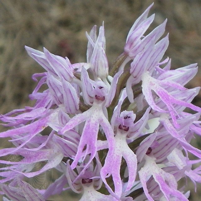 Ital-Knabenkraut-11-04-18-Kuzdere-23.jpg - Italienisches Knabenkraut, Orchis italica