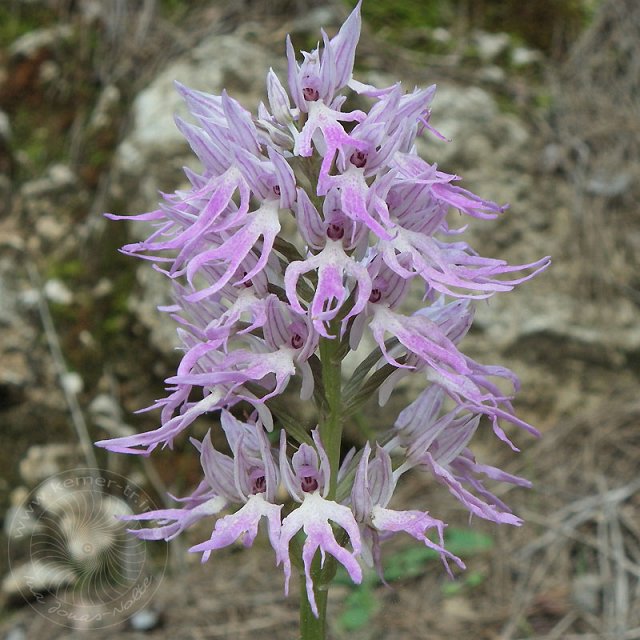 Ital-Knabenkraut-11-04-18-Kuzdere-24.jpg - Italienisches Knabenkraut, Orchis italica