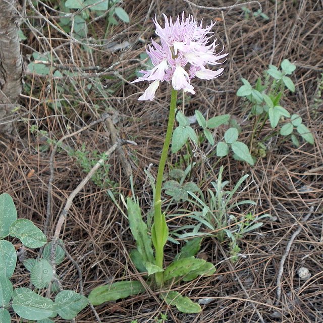 Ital-Knabenkraut-11-04-18-Kuzdere-78.jpg - Italienisches Knabenkraut, Orchis italica