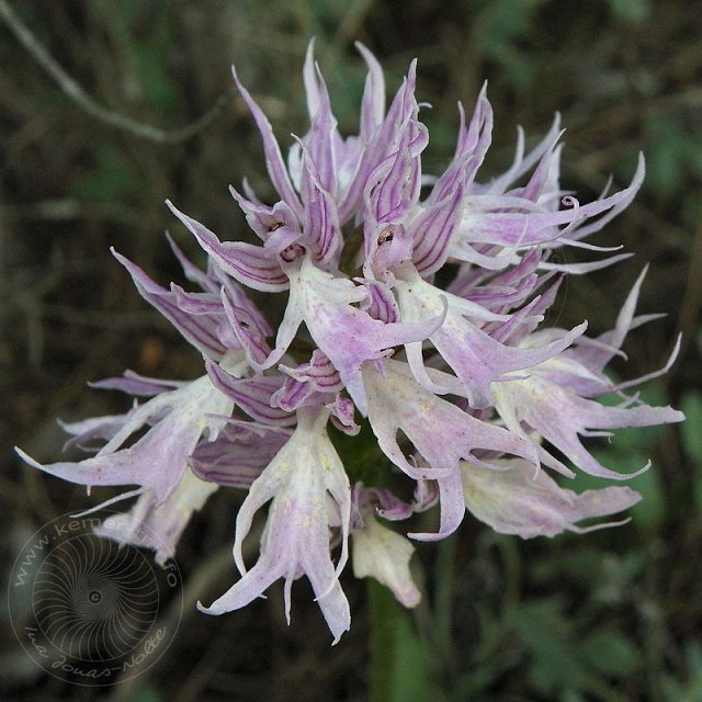 Ital-Knabenkraut-11-04-18-Kuzdere-81.jpg - Italienisches Knabenkraut, Orchis italica