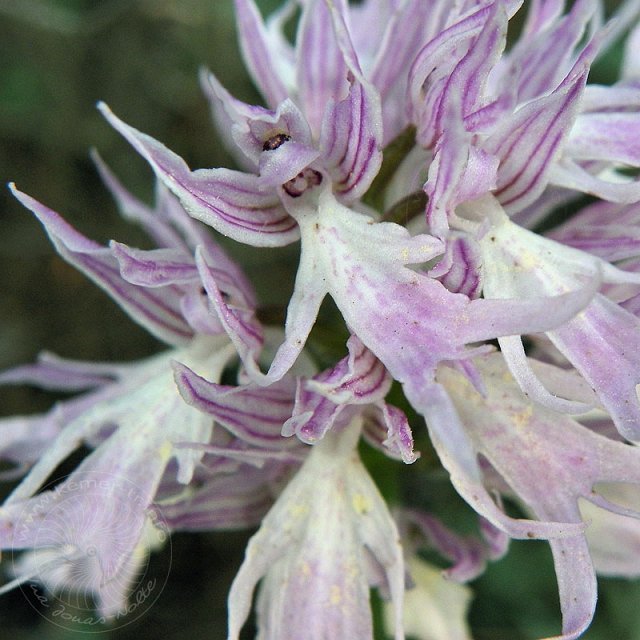 Ital-Knabenkraut-11-04-18-Kuzdere-82.jpg - Italienisches Knabenkraut, Orchis italica
