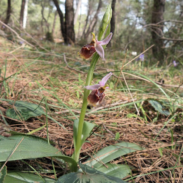 Ragwurz-10-02-20-Kuzdere-59-s.jpg - Hummel-Ragwurz, Ophrys holoserica