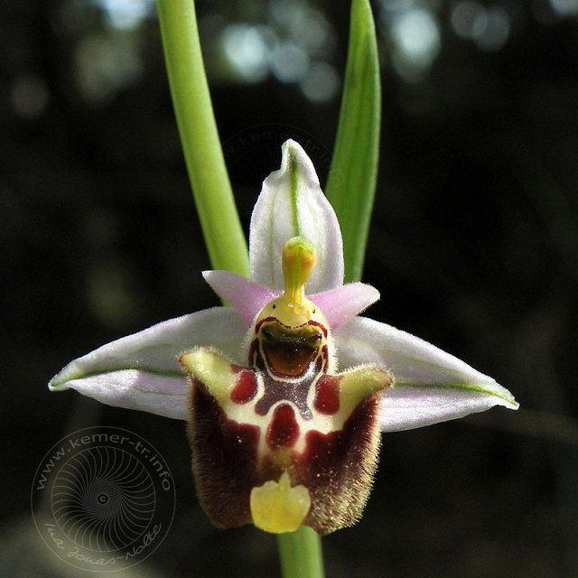 Ragwurz-11-04-16-Kuzdere-16-s.jpg - Hummel-Ragwurz, Ophrys holoserica