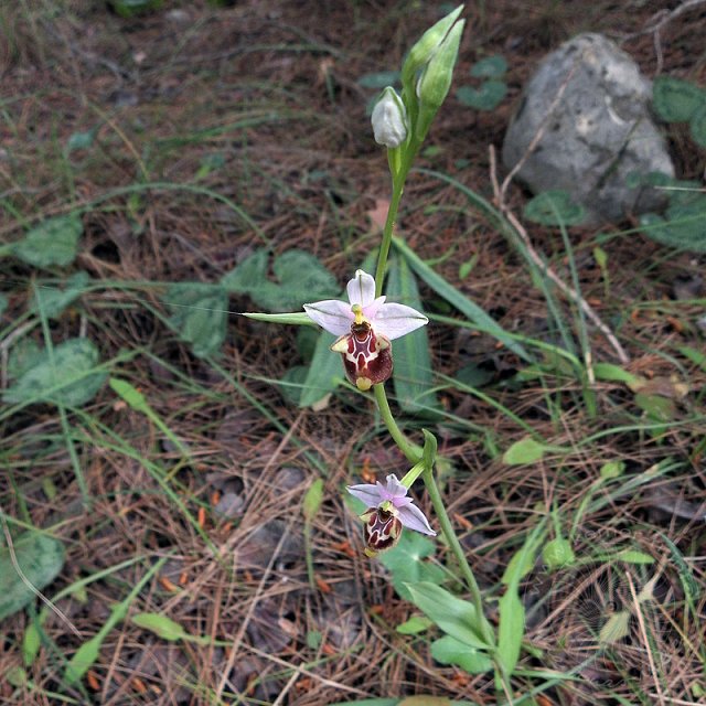 Ragwurz-11-04-16-Kuzdere-17-s.jpg - Hummel-Ragwurz, Ophrys holoserica