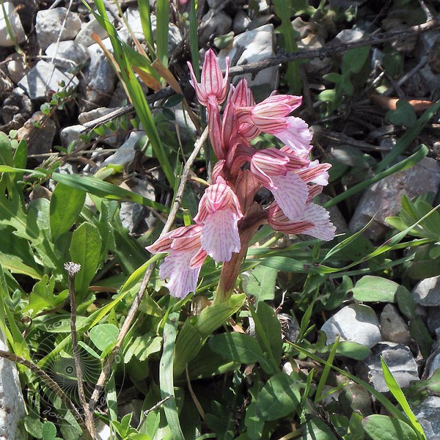 Sch-Kn-11-03-15-Olympos-13-s.jpg - Schmetterlings-Knabenkraut, Orchis papilionacea