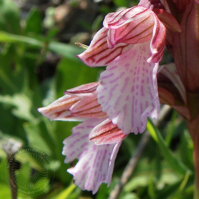 Sch-Kn-11-03-15-Olympos-14-d-s.jpg - Schmetterlings-Knabenkraut, Orchis papilionacea